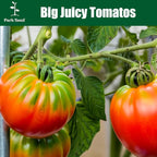 Park Seed Variety of Tomato Seeds, Planting Vegetables, Easy to Grow, Non-GMO, Perfect for Harvesting, Better Bush Hybrid, Pack of 30