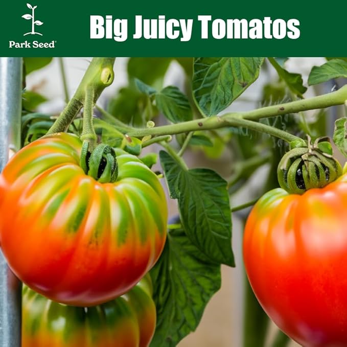 Park Seed Variety of Tomato Seeds, Planting Vegetables, Easy to Grow, Non-GMO, Perfect for Harvesting, Pineapple, Pack of 30