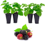 Thorny Boysenberry Plants (4 Pack) – Live Starter Plants for Planting, Vigorous Trailing Canes Producing Large, Juicy, Sweet-Tart Berries, Ideal for Jams, Pies, and Fresh Eating