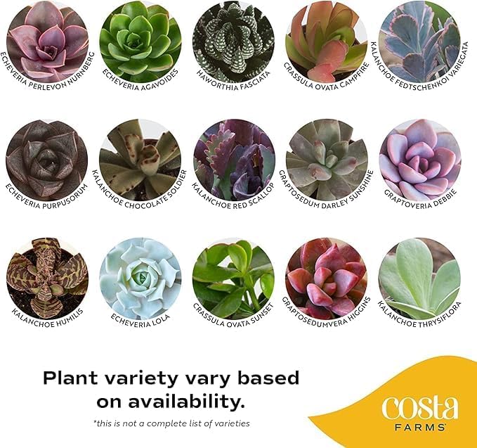 Costa Farms Mini Succulent Live Plants in Plastic Pots, Easy to Maintain Indoor Succulents, Assorted Variety Houseplants for Room Decor, House Warming or Party Favors, 2-3.5 Inches Tall, Pack of 100