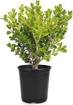 Japanese Boxwood | 1 Live 4 Inch Pot | Buxus Microphylla | Formal Evergreen Low Maintenance Hedge Plants