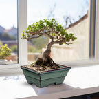 Ceramic Bonsai Pots with Drainage Hole Set of 2, Green Glazed Bonsai Planters for Indoor/Outdoor Use, Rectangular Shallow Bonzai Tree Pot for Succulent, Orchids, Cacti, Home, Patio, Garden, 6.3"x4.9"