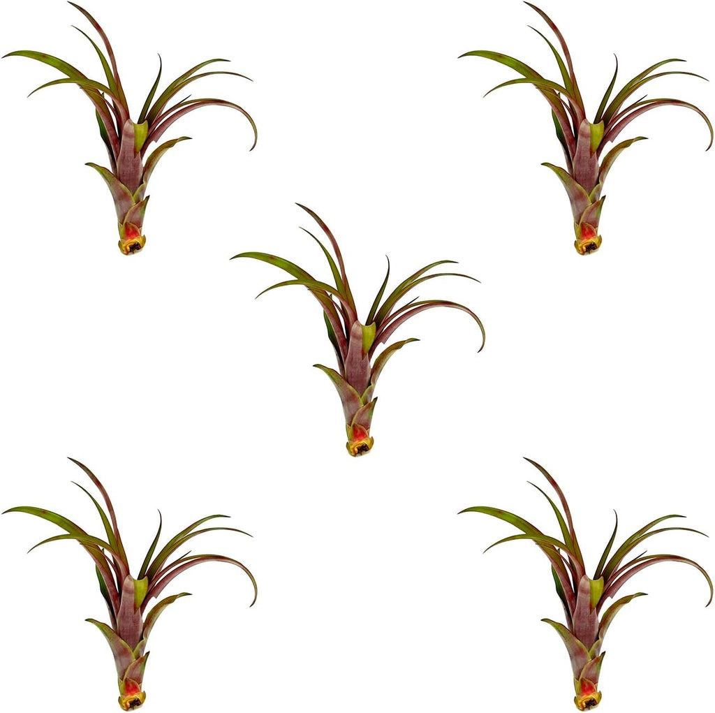 ragnaroc Air Plants - Tillandsia Red Capitata, Large 5-7” - 5 ct - Live Arrival Guaranteed - House Plants for Home Decor & Gift