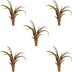 ragnaroc Air Plants - Tillandsia Red Capitata, Large 5-7” - 5 ct - Live Arrival Guaranteed - House Plants for Home Decor & Gift