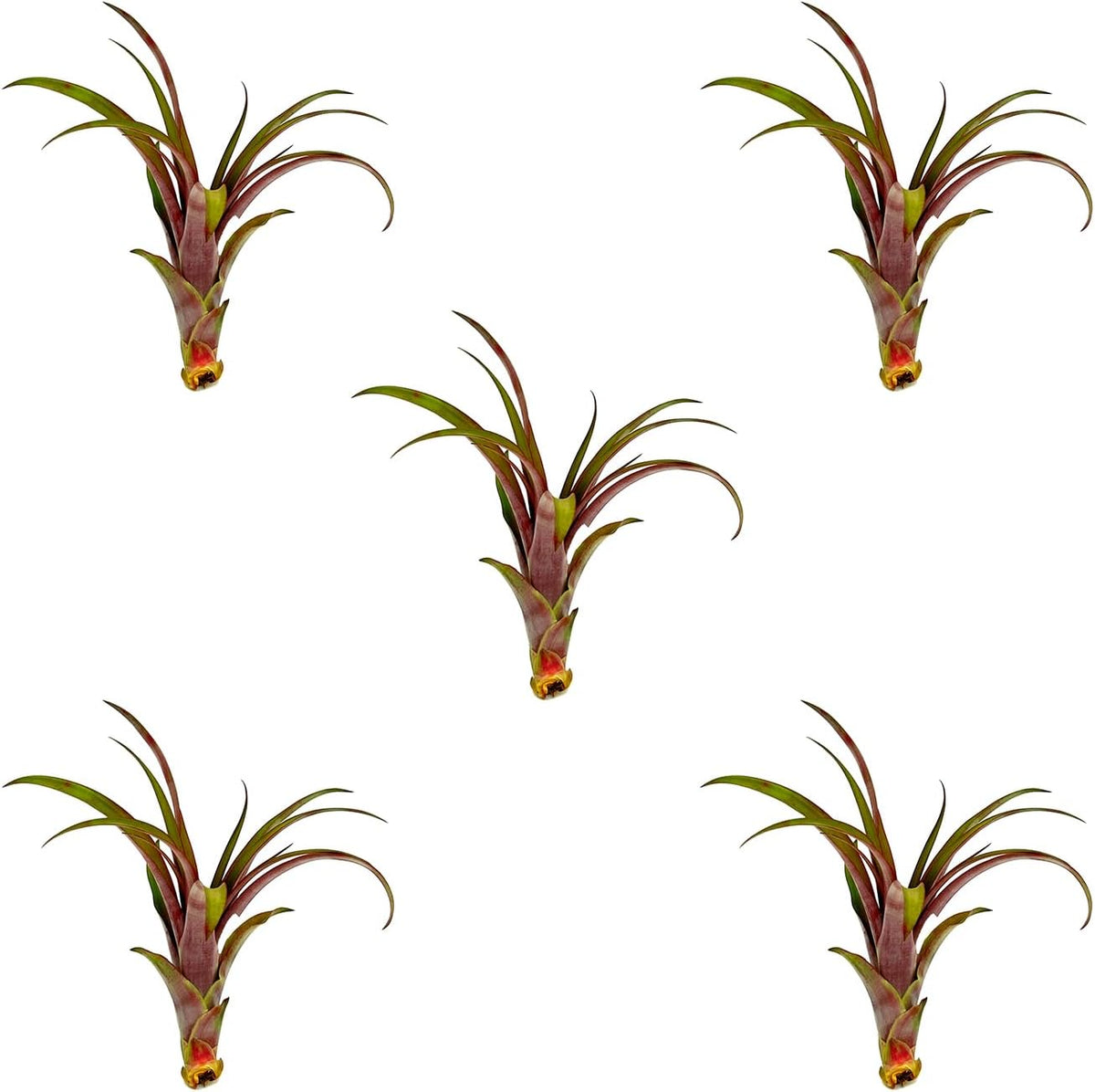 ragnaroc Air Plants - Tillandsia Red Capitata, Large 5-7” - 5 ct - Live Arrival Guaranteed - House Plants for Home Decor & Gift