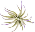 Purple Colorful Tillandsia Air Plants - Long Lasting Color Enhanced Live Tillandsia Succulent House Plants - Home and Garden Decor - Easy Care Indoor and Outdoor (Harrisii, Single)