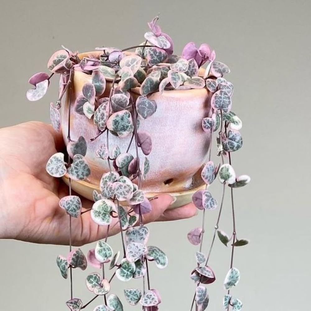 Ceropegia Woodii Variegated String of Hearts Plant Live, Succulent Trailing Vine, Indoor Houseplant Live in Pot