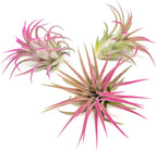 Fuchsia Colorful Tillandsia Air Plants - Long Lasting Color Enhanced Live Tillandsia Succulent House Plants - Home and Garden Decor - Easy Care Indoor/Outdoor Plants (Ionantha Rubra, Single)