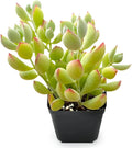 Sprout N Green Cotyledon Pendens, 1 Live Mini Succulent Plant Fully Rooted in 2in Pot, Real House Plant for Home Office Wedding Decoration DIY Projects Party Favor