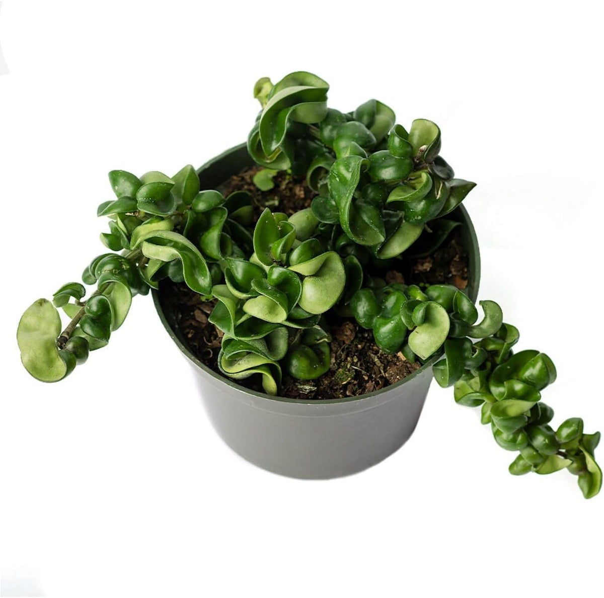 American Plant Exchange Hoya Compacta Hindu Rope, 6-Inch Pot, Live Flowering Wax Plant, Exotic Indoor Houseplant