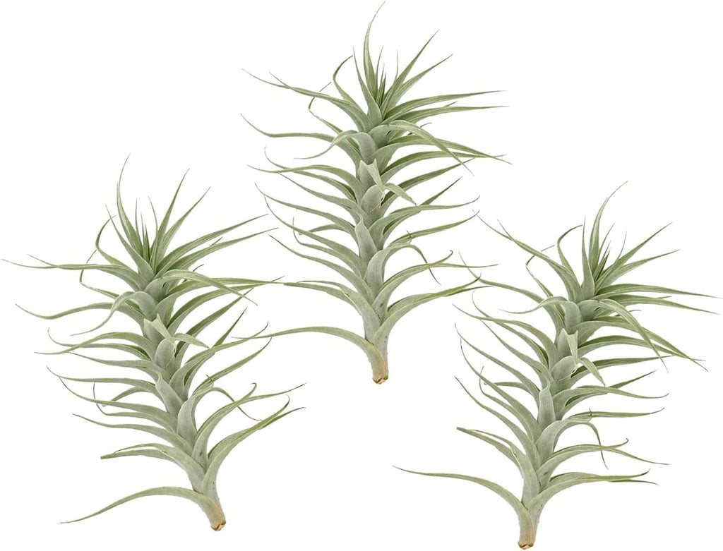 Live Air Plants - Tillandsia Albida 7-12" - 3ct – ragnaroc Live Indoor Plant - Live Arrival Guaranteed - House Plants for Home Decor & Gift