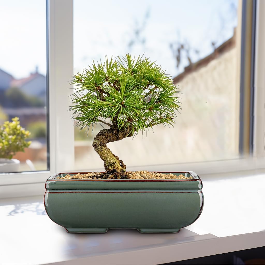 Ceramic Bonsai Pots with Drainage Hole Set of 2, Green Glazed Bonsai Planters for Indoor/Outdoor Use, Rectangular Shallow Bonzai Tree Pot for Succulent, Orchids, Cacti, Home, Patio, Garden, 8.7"x5.9"