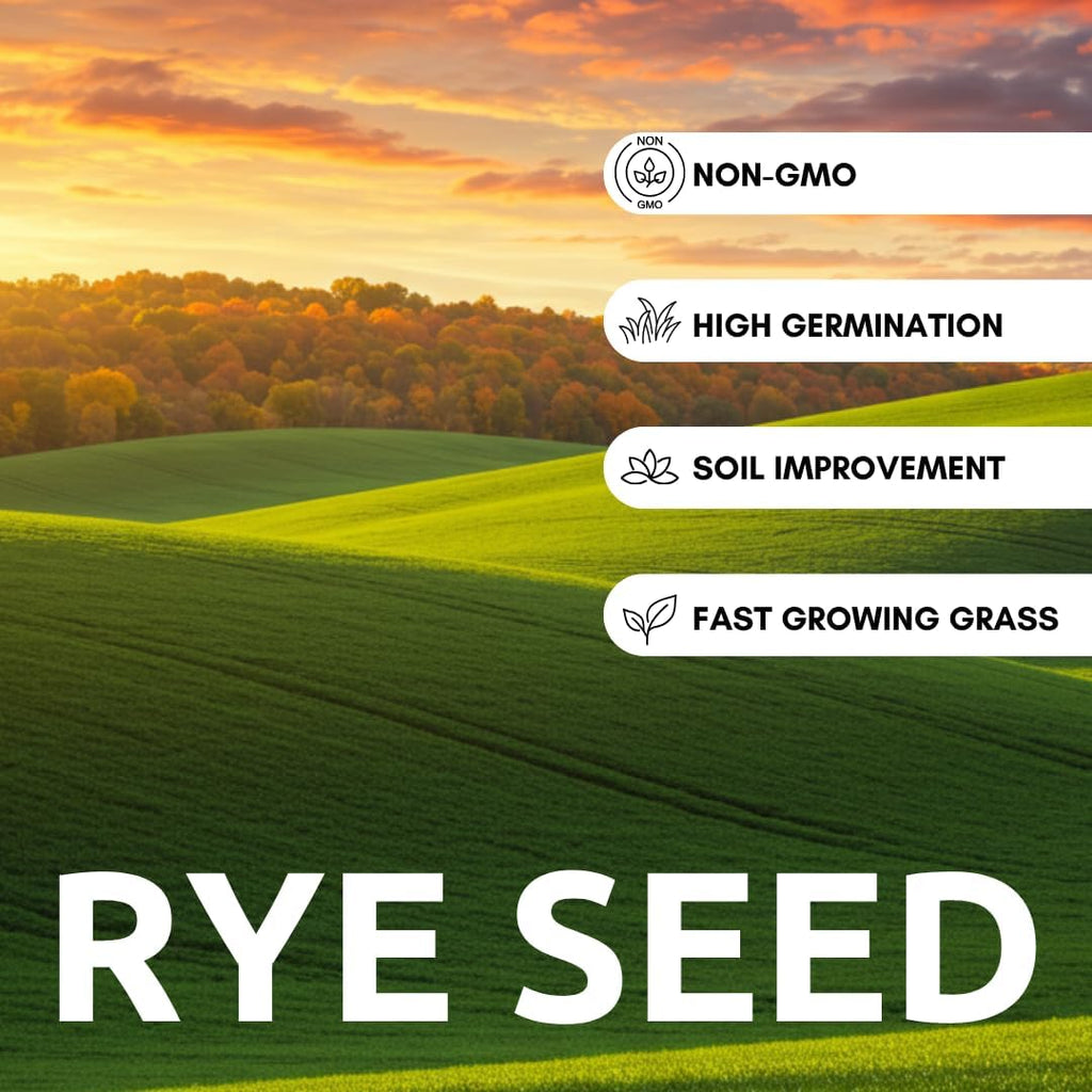 Rye Grass Seed - Fast Growing and Hardy Grass, Cover Crop, Food Plot. Grazing Pasture Seeds (25 Pounds)