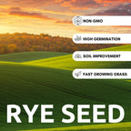Rye Grass Seed - Fast Growing and Hardy Grass, Cover Crop, Food Plot. Grazing Pasture Seeds (25 Pounds)