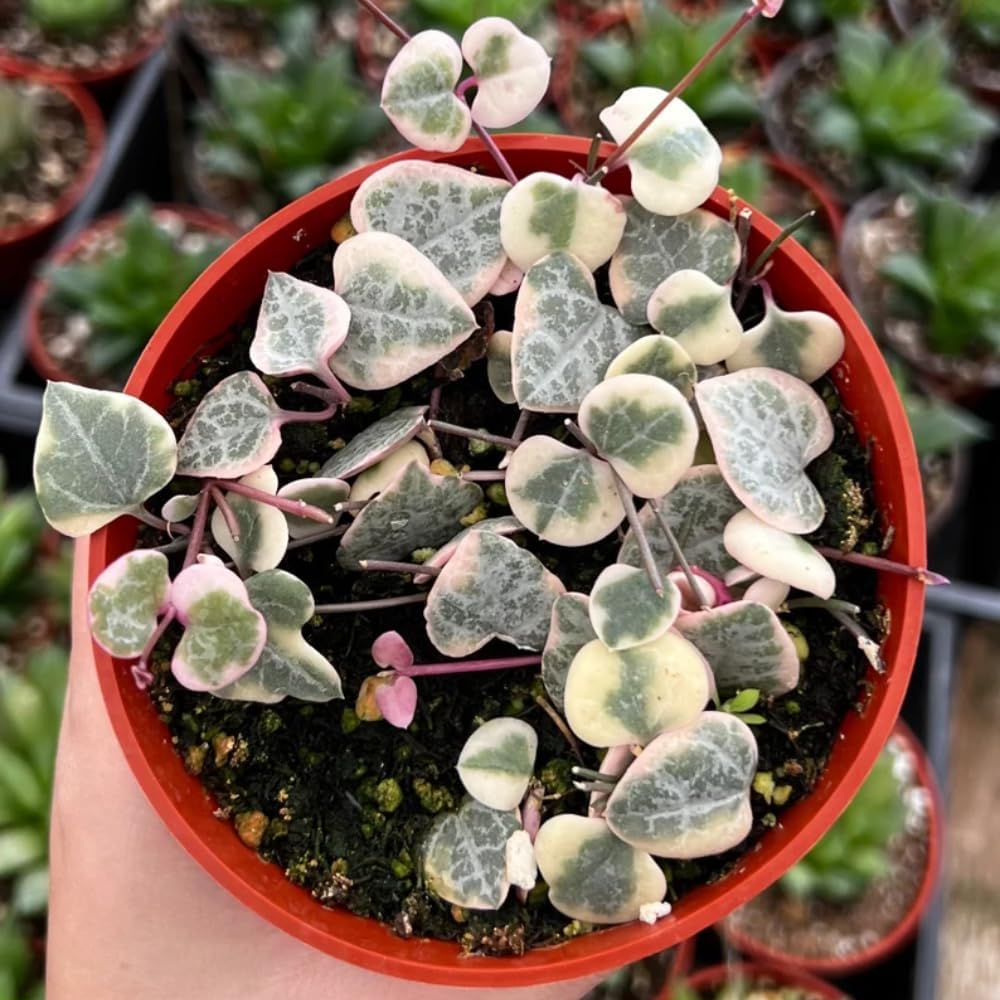 Ceropegia Woodii Variegated String of Hearts Plant Live, Succulent Trailing Vine, Indoor Houseplant Live in Pot