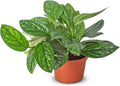 Monstera Peru Live Plant for Indoor | Different Houseplants in 4'' & 6'' Pot | Real House Plant for Living Room, Office, Desk & Bathroom | Peru