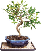 Brussel's Bonsai Live Golden Gate Ficus Indoor Bonsai Tree - Medium, 7 Years, 8 to 16 In - Live Bonsai Tree in Ceramic Bonsai Pot and Humidity Tray