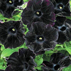 300+ Draw Black Velvet Petunia Flower Seeds for Planting - Heirloom Rare Petunia Flower Seeds for Home Garden