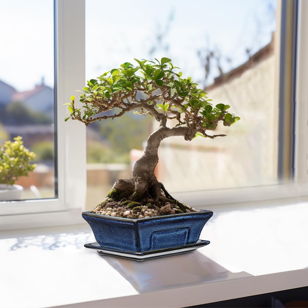 Ceramic Bonsai Pots with Drainage Tray Set of 2, 6 Inch Blue Glazed Bonsai Planters for Indoor/Outdoor Use, Shallow Rectangular Bonzai Tree Pots for Succulent, Orchids, Cacti, Home, Patio, Garden