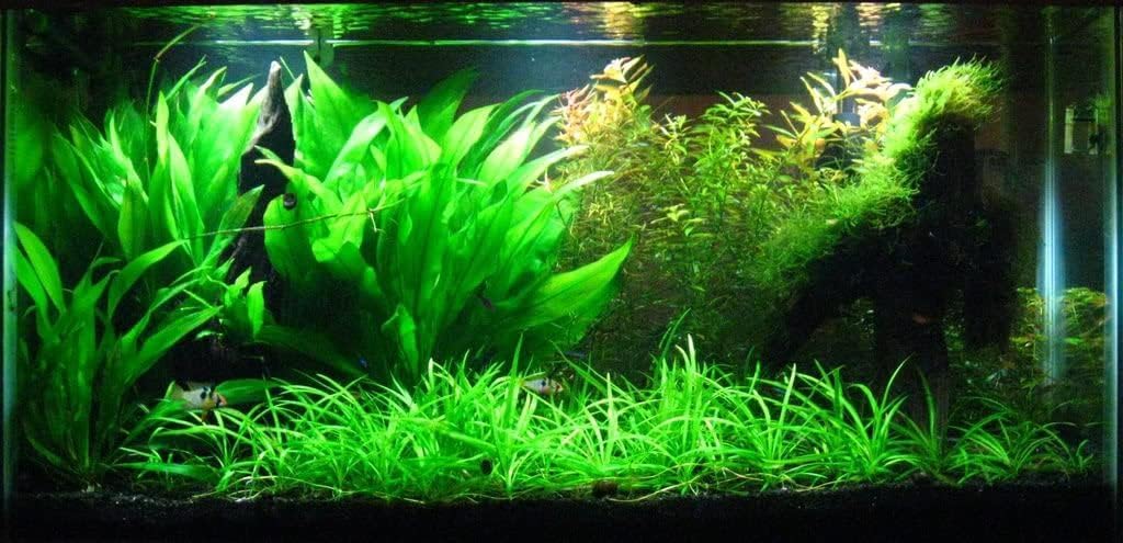 Potted Live Aquarium Plants | Freshwater Aquatic Plants for Aquariums (Amazon Sword, 3 Pack)