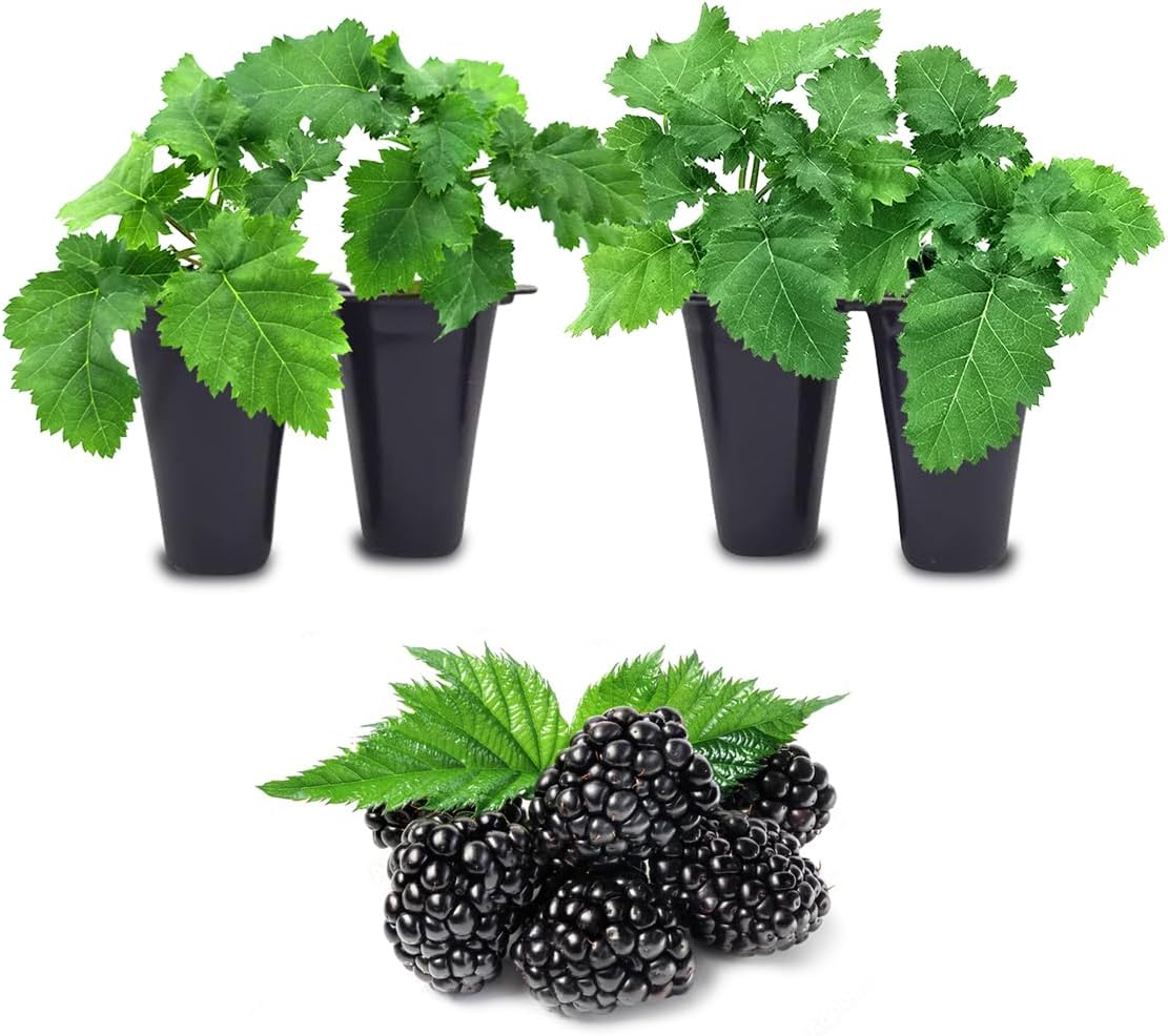 BlackBerry Plants Freedom-Ark (4 Pack) Live for Sale | Easy to Grow Plants | Edible Fruit Plant for Sustainable Living | Grow Your own Food on Your Organic Garden | Live for Planting |