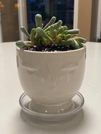 Sprout N Green Baby Toes, Live Fenestraria rhopalophylla Succulent Fully Rooted in 2 inch Nursery Pot, House Plant Home Office Wedding Decoration DIY Projects Party Favor Baby Shower