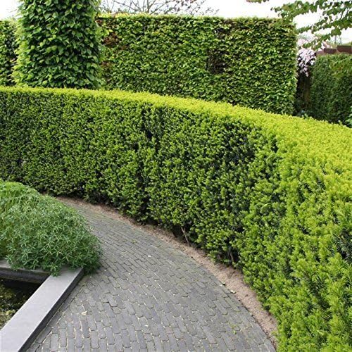 Podocarpus Japanese Yew | 3 Live 4 Inch Plants | Podocarpus Macrophyllus | Evergreen Shrub, Low Maintenance, Drought Tolerant, Privacy Screen Landscaping, Fast Growing, Ornamental Foliage