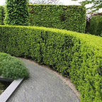 Podocarpus Japanese Yew | 1 Large Gallon Size Plant | Podocarpus Macrophyllus | Evergreen Shrub, Low Maintenance, Drought Tolerant, Privacy Screen Landscaping, Fast Growing, Ornamental Foliage