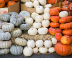 Big Max Pumpkin Seeds - 100 Pounds and Up! - 20 Seeds