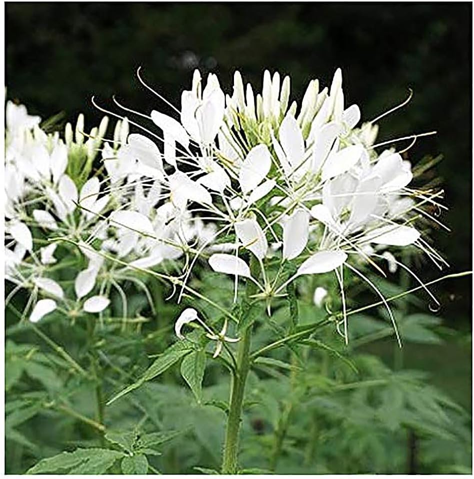 Mixed Cleome - Spider Plants - Nectar Flower for Monarch Butterflies - Large Paclage - 5000 Seeds
