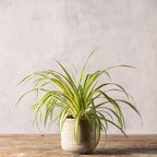 Healthy Spider Plant - Easy Care, Air-Purifying Houseplant (2 Spider sacs)