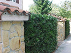 Podocarpus Japanese Yew | 40 Live Plants | Podocarpus Macrophyllus | Evergreen Shrub, Low Maintenance, Drought Tolerant, Privacy Screen Landscaping, Fast Growing, Ornamental Foliage