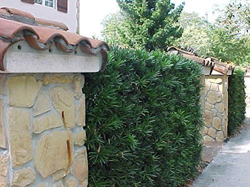 Podocarpus Japanese Yew | 40 Live Plants | Podocarpus Macrophyllus | Evergreen Shrub, Low Maintenance, Drought Tolerant, Privacy Screen Landscaping, Fast Growing, Ornamental Foliage