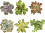 Shop Succulents Assorted Succulent Plant Pack Collection - Live Mini Succulent Plants, Low Maintenance, Mixture of Colors & Textures - Wedding and Party Favors, Gift & Garden, Pack of 6