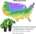BlackBerry Plant Freedom-Ark (4 Pack) | Live Fruit Plant for Planting | Thornless & High-Yielding Variety | Large, Sweet & Juicy Berries | Perfect for Fresh Eating & Organic Gardens | Easy to Grow