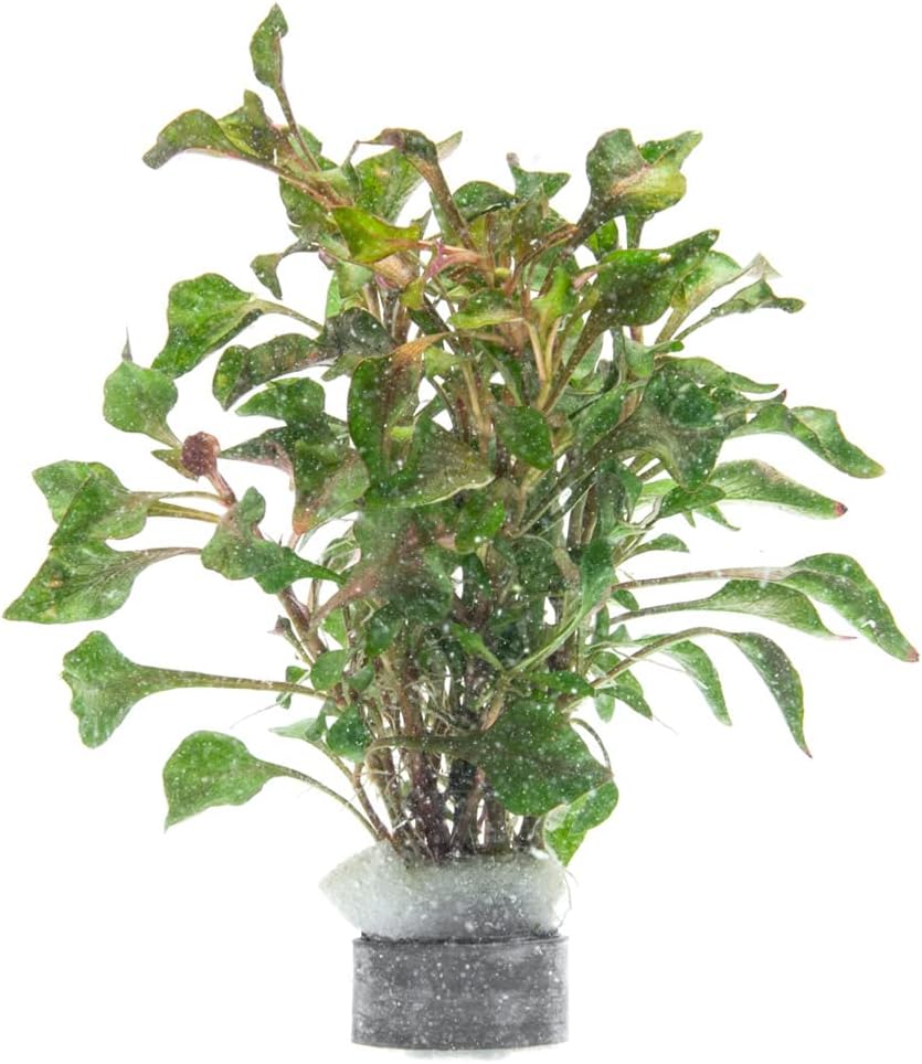 SubstrateSource Alternanthera Bettzickiana - Decorative Live Aquatic Plant for Terrariums and Paludariums - (Bettzickiana, 1 Bunch)