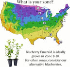 Pink Lemonade Blueberry (Emerald)