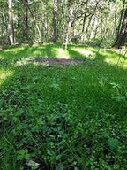 Shady Patch | All Year Deer Feeder | No Plow Food Plot Seed for Deer | Deer Food Plot Seed | White Clover Winfred Forage Brassica Rye Grass Rape Seeds | Plants 1/4 Acre | 5 lb Bag