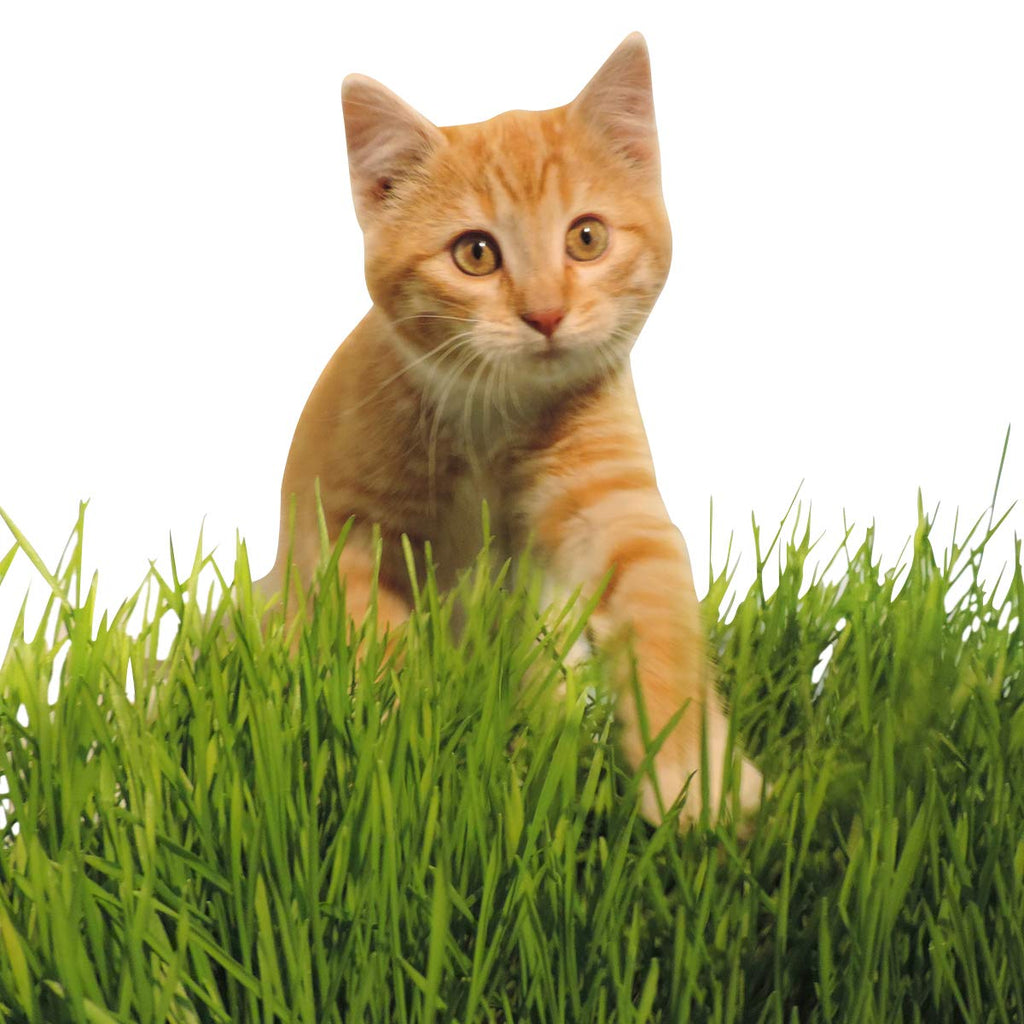 Non-GMO, Thunder Acres Premium Wheat Seed, Cat Grass Seed, Wheatgrass, Hard Red Winter Wheat (2 lbs.)