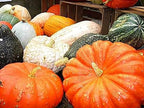 Spookie Pumpkin Seeds - Heirloom