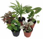 Terrarium & Fairy Garden Plants - 5 Plants in 2" pots