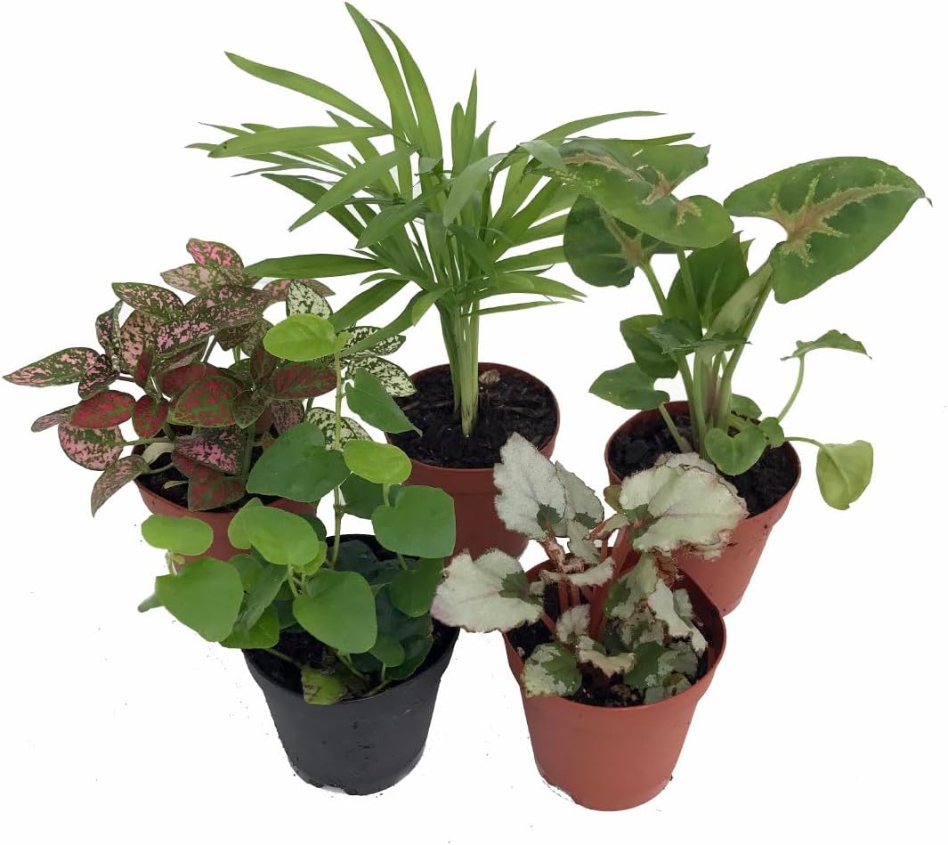 Terrarium & Fairy Garden Plants - 5 Plants in 2" pots