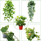 2 Pack Circle Trellis for Climbing Plants Indoor, 15" Gold Small Plant Support Stakes, Flower Houseplant Hoya Support for Potted Plants & Garden Stem Vines