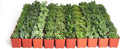 Shop Succulents Verde Succulent Plant Pack Bulk Collection - Live Mini Succulent Plants, Low Maintenance, Mix of Green Succulents & Textures - Wedding and Party Favors, Gift & Garden, Pack of 100