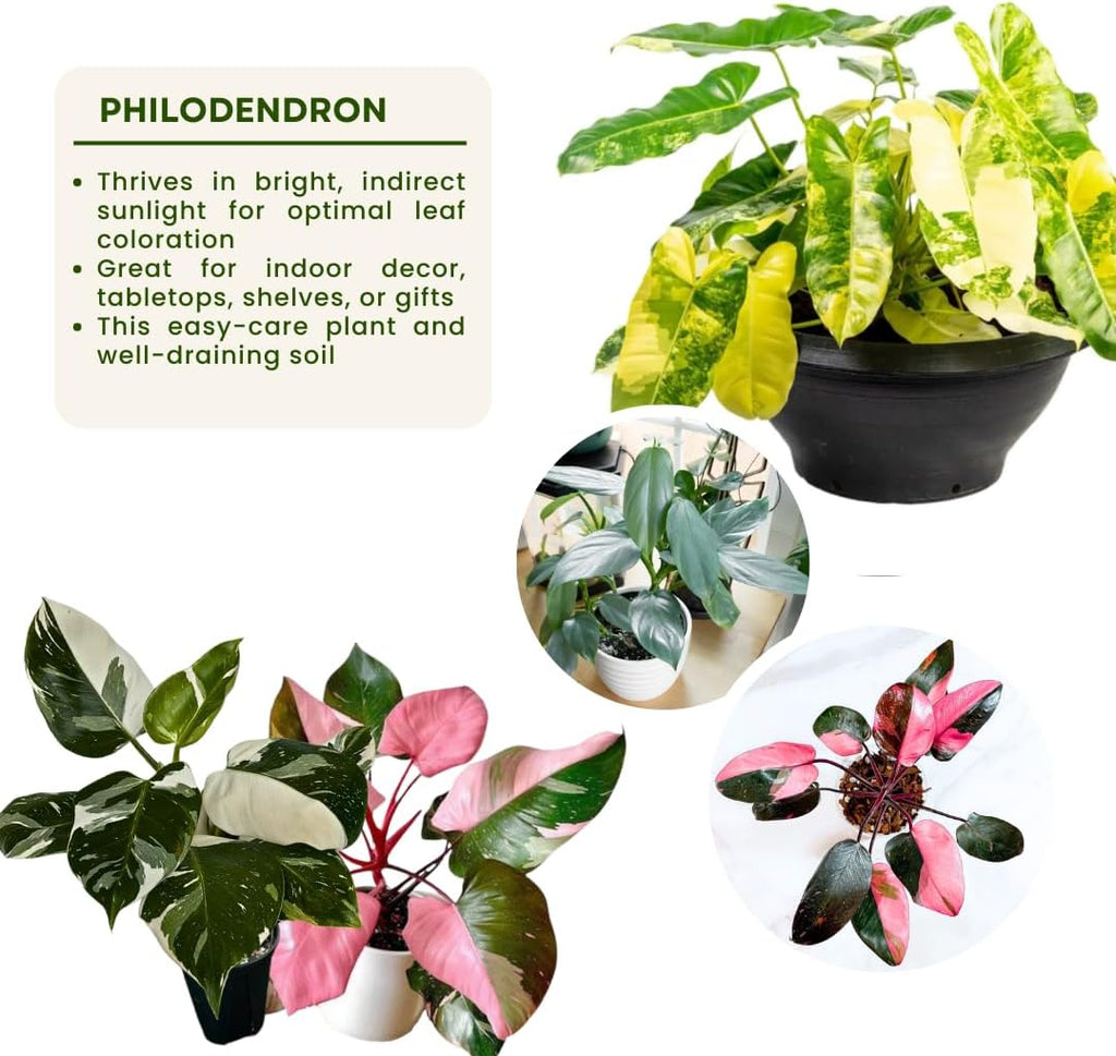2 Philodendron Live Plant 5-9" Tall, Rare Tropical Indoor Houseplant Home Garden (Random Philodendron)