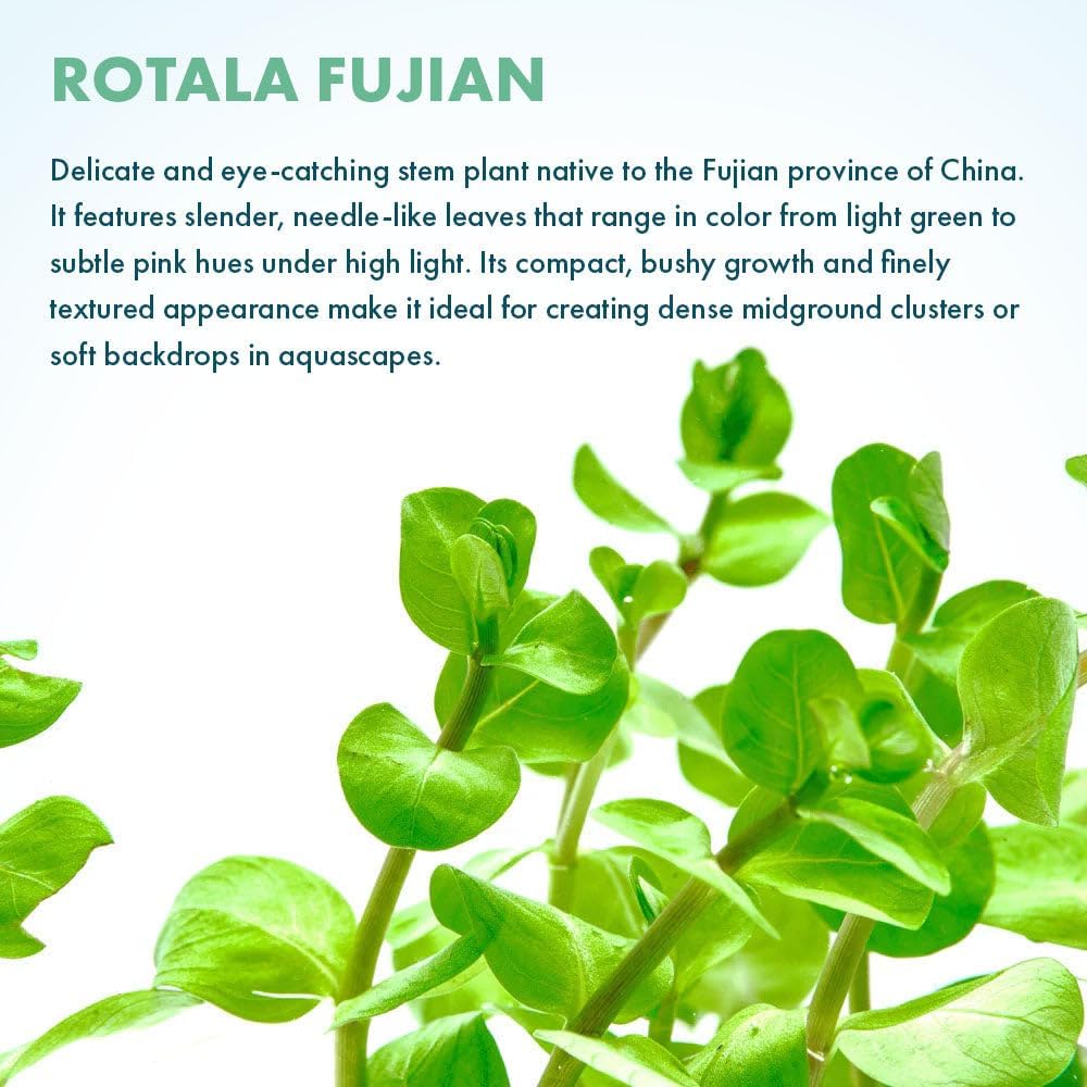 SubstrateSource Live Plant - Rotala Fujian - Moderate Care, High Light, Orange-Pink Accent, Freshwater Aquatic Plant for Aquascaping - Lead Bunch