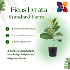 United Nursery Fiddle Leaf Fig – Ficus Lyrata Standard Tree in 10” Grower Pot – 24–34 Inches Tall – Upright Indoor Plant with Large Green Leaves – Easy-Care Tropical Houseplant for Home or Office