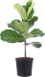 United Nursery Fiddle Leaf Fig – Ficus Lyrata Standard Tree in 10” Grower Pot – 24–34 Inches Tall – Upright Indoor Plant with Large Green Leaves – Easy-Care Tropical Houseplant for Home or Office