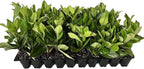 Viburnum Suspensum - 30 Live Plants - Evergreen Privacy Hedge