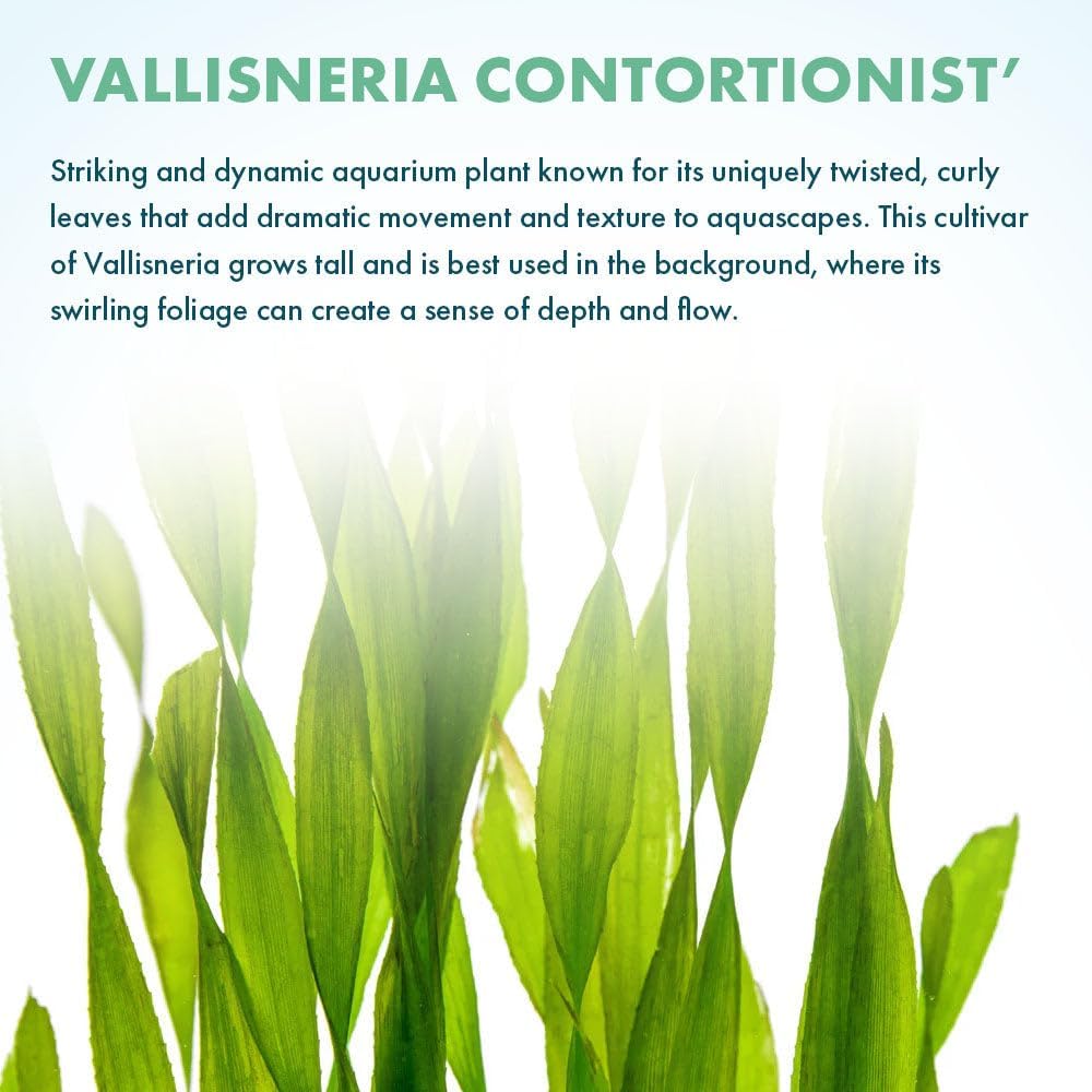 SubstrateSource Live Plant - Tall Grass, Corkscrew Vallisneria - Easy Care, Moderate to High Light, Bright Green Accent, Freshwater Aquatic Plant for Aquascaping - Lead Bunch